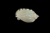 藏品(斑點小鬘螺)的圖片